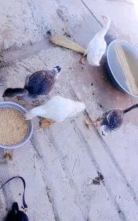 غاز