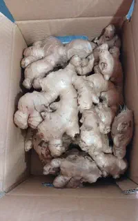 زنجبیل تازه
