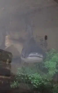 پنگوسی غول پیکر باابهت