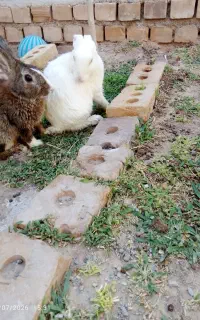 دو عدد خرگوش نر و ماده