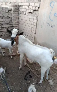 یک عدد نر سومار