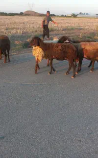 ۷راس گوسفند جوان جوان وبه شرط قیمت مناسب