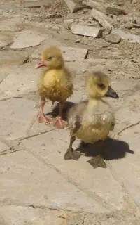 جوجه غاز