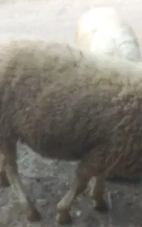 دو عددگوسفندنر سرحال و عالی