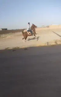 ماده