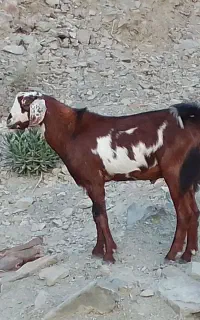دوتا‌چپشت‌سالم‌وسرحال‌