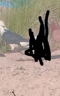 کبوتر