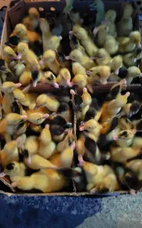 پخش انواع جوجه مرغ و بوقلمو