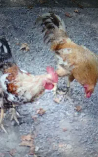 ۲عدد‌خروس‌