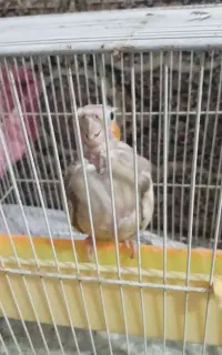 عروس  هلندی