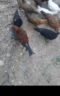 نیمچه درشت