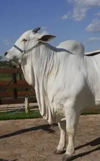 گاو