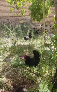 مرغ تخم گذار