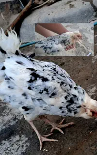 مرغ گلین جوان کرپ شده