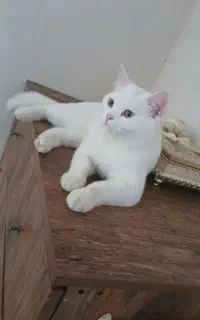 گربه نر نژاد اسکاتیش جهت جفت گیری فقط