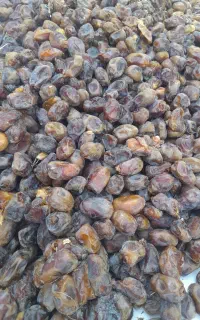 خرما خاصه امسال گنتهار