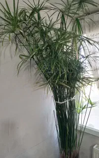 گل نخل مرداب