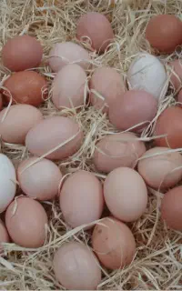 تخمه مرغ محلی تازه