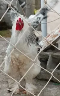 جوجه یک روزه برهما اصل