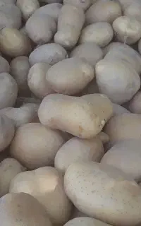 سیب زمینی بذری سانته