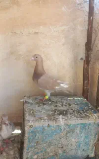 کفتر بوم