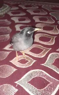 مرغ مینا سخنگو