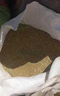 بذر یونجه رنجر درجه یک بوجاری شده
