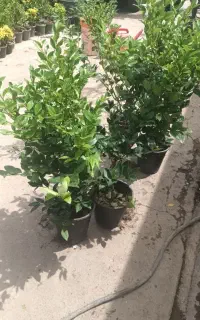یاس هلندی