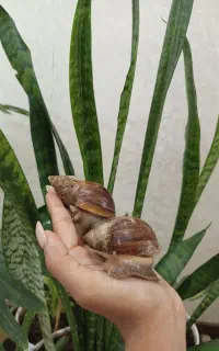 پک کامل حلزون