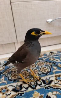 مرغ مینا با قفس