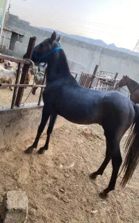 کره نریون ترکی