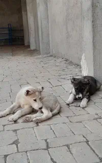 واگذاری سگ افغان خراسانی نگهبان گله