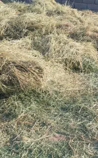 یونجه