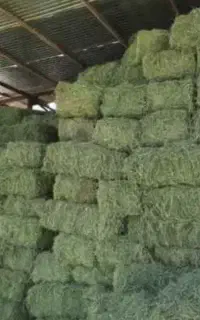 یونجه خلخال