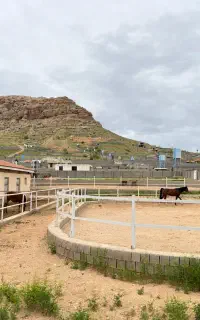 باشگاه سوارکاری و پانسیون تخصصی اسب