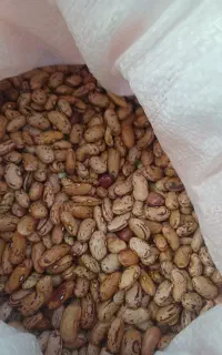 لوبیا چیتی درختی