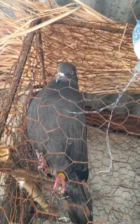 کبوتر
