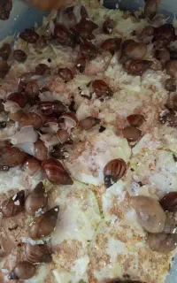 حراج حلزون