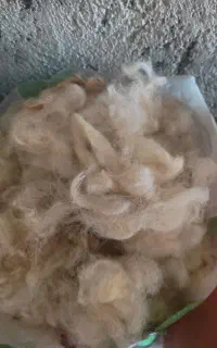 پشم گوسفند شسته شده