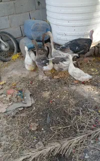 معاوضه با مرغ یا کبوتر خوب