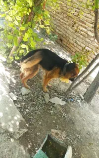 واگذاری سگ ژرمن