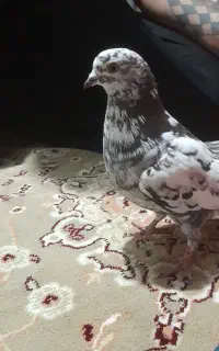 کبوتر