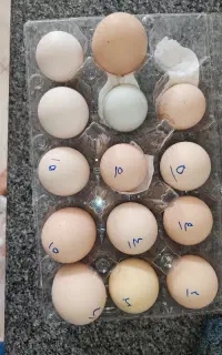 تخم نطفه دارلاکندزی براکل ولوهمن وآیسبار واسترالوپ