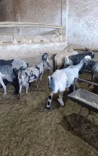 بز پاکستانی وگلابی ابستن