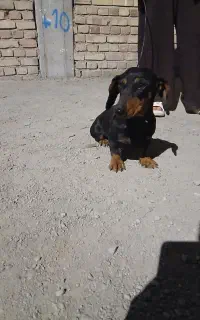 پاکوتاه سوسیسی