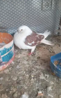 کبوتر پشتار