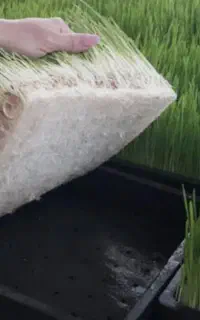 علوفه هایدروپونیک