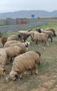 چوپانی