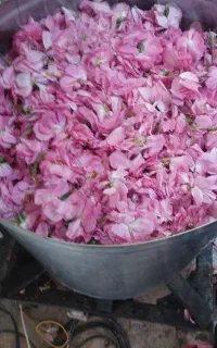 فروش گلاب و گل محمدی تازه ،خشک ،وغنچه