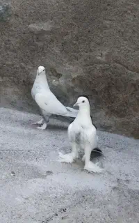 کبوتر